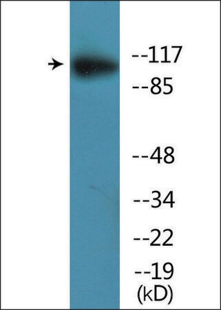 Merck Anti-phospho-MER/SKY (pTyr749/681) antibody produced in rabbit