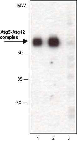 Merck Anti-ATG5 (C-terminal) antibody produced in rabbit