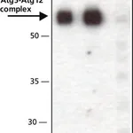 Merck Anti-ATG5 (C-terminal) antibody produced in rabbit