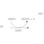 Merck GLUCOSE 6-PHOSPHATE DEHYDROGENASE, LEUCO