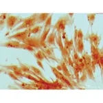 Himedia EZstain Osteocyte Staining Kit
