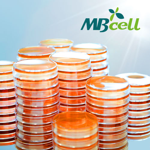 Kisanbio MYP (Mannitol Egg Yolk Polymyxin) Agar Plate / MB-M1390-P50