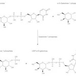 Merck GALACTOSE-1-PHOSPHATE URIDYLTRANSFERASE