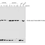 Thermo Fisher Scientific Goat anti-Mouse IgG2a Secondary Antibody, HRP