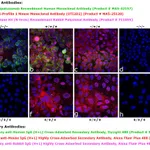 Thermo Fisher Scientific Donkey anti-Human IgG (H+L) Cross-Adsorbed Secondary Antibody, DyLight 488