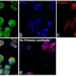Thermo Fisher Scientific Goat anti-Rabbit IgG (H+L) Secondary Antibody