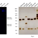 Thermo Fisher Scientific Goat anti-Rabbit IgG (H+L) Cross-Adsorbed Secondary Antibody, Alexa Fluor 700