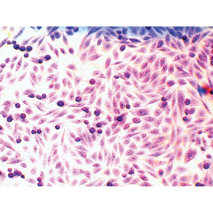 Himedia Microscopy Slide Set for Mammalian Cell lines