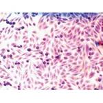Himedia Microscopy Slide Set for Mammalian Cell lines