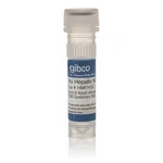 Thermo Fisher Scientific Activated Human Myofibroblastic Hepatic Stellate Cells (MF-HSCs)
