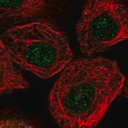 Merck Anti-ARPC2 antibody produced in rabbit