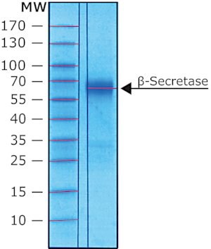 Merck BETA-SECRETASE HUMAN, RECOMBINANT, EXPRE