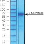 Merck BETA-SECRETASE HUMAN, RECOMBINANT, EXPRE