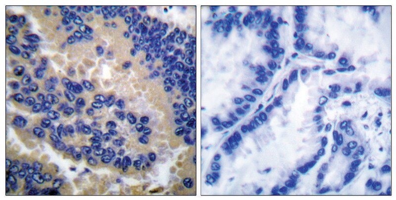 Merck Anti-CSPN3 (Cleaved-Asp175) antibody produced in rabbit
