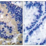 Merck Anti-CSPN3 (Cleaved-Asp175) antibody produced in rabbit