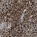 Merck Anti-SAMSN1 antibody produced in rabbit