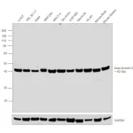 Thermo Fisher Scientific Rabbit anti-Goat IgG (Heavy Chain) Superclonal Secondary Antibody, HRP