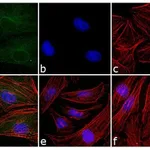 Thermo Fisher Scientific Rabbit anti-Mouse IgG (H+L) Cross-Adsorbed Secondary Antibody, FITC