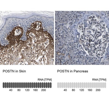 Merck Anti-POSTN antibody produced in rabbit