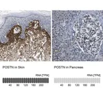 Merck Anti-POSTN antibody produced in rabbit