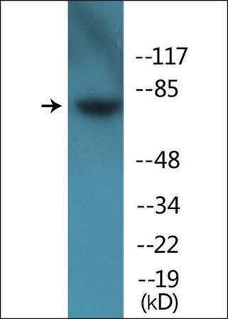 Merck Anti-phospho-Tau (pSer262) antibody produced in rabbit