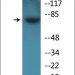 Merck Anti-phospho-Tau (pSer262) antibody produced in rabbit