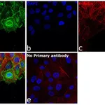 Thermo Fisher Scientific Goat anti-Mouse IgG3 Cross-Adsorbed Secondary Antibody, Alexa Fluor 488