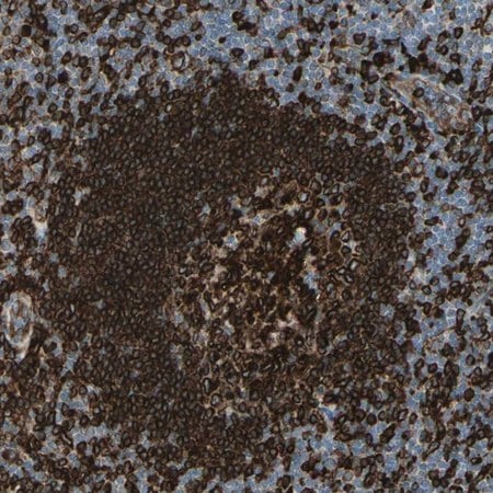 Merck Anti-CD74 antibody produced in rabbit