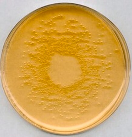 Merck Nutrient Agar No 2