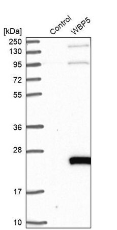 Merck Anti-TCEAL9 antibody produced in rabbit