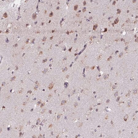 Merck Anti-APOLD1 antibody produced in rabbit