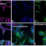 Thermo Fisher Scientific Rabbit anti-Mouse IgG (H+L) Cross-Adsorbed Secondary Antibody, Alexa Fluor 647
