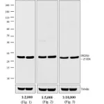 Thermo Fisher Scientific Donkey anti-Rabbit IgG (H+L) Cross-Adsorbed Secondary Antibody, HRP