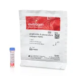 Thermo Fisher Scientific Streptavidin, R-Phycoerythrin Conjugate (SAPE) - 1 mg/mL