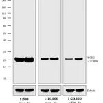 Thermo Fisher Scientific Goat anti-Mouse IgG, IgM, IgA (H+L) Cross-Adsorbed Secondary Antibody, Biotin