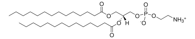 Merck 14:0 PE