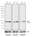 Thermo Fisher Scientific Goat anti-Rabbit IgG F(ab`)2 Secondary Antibody, Biotin