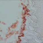 Merck ANTI-CHOLECYSTOKININ (26-33), (CCK-8)