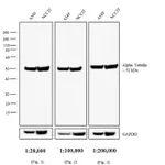 Thermo Fisher Scientific Goat anti-Rat IgG (H+L) Secondary Antibody, Biotin