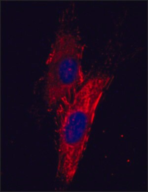 Merck MOUSE MONOCLONAL ANTI-HUMAN FIBRONECTIN&