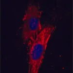 Merck MOUSE MONOCLONAL ANTI-HUMAN FIBRONECTIN&