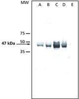 Merck ANTI-ATMPK6