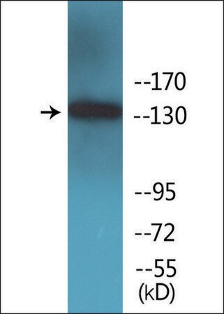 Merck Anti-phospho-IRS-1 (pSer1101) antibody produced in rabbit