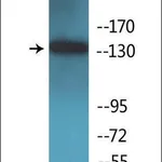 Merck Anti-phospho-IRS-1 (pSer1101) antibody produced in rabbit