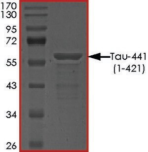 Merck TAU-441 (1-421) PROTEIN