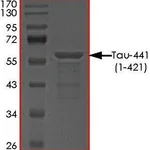 Merck TAU-441 (1-421) PROTEIN