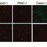 Merck MOUSE MONOCLONAL ANTI-VIMENTIN CLONE V9&