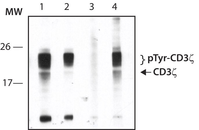Merck Anti-phospho-CD3zeta (pTyr83) antibody produced in rabbit