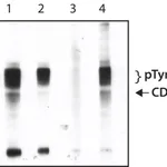 Merck Anti-phospho-CD3zeta (pTyr83) antibody produced in rabbit