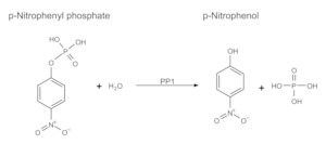 Merck PROTEIN PHOSPHATASE-1, CATALYTIC
